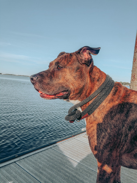 Entry image for Chico. Clicking this image will show a larger photo