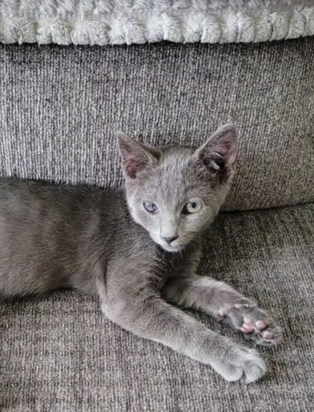 Entry image for Loki. Clicking this image will show a larger photo