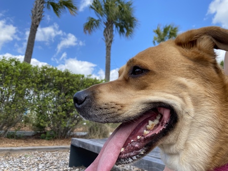 Entry image for Rainy. Clicking this image will show a larger photo