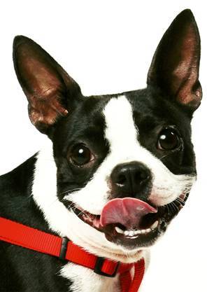 Entry image for Mimi. Clicking this image will show a larger photo