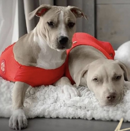 Entry image for Stone. Clicking this image will show a larger photo