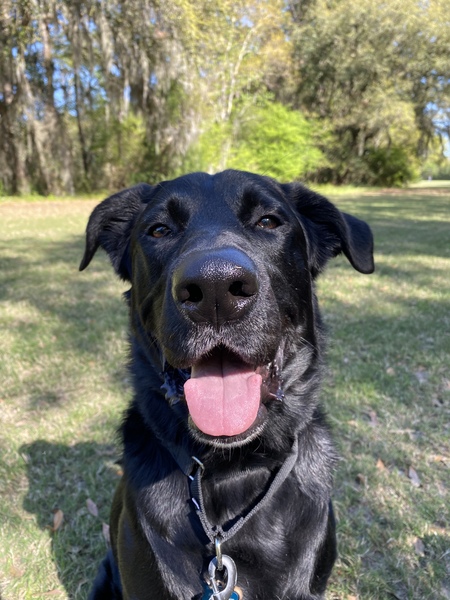 Entry image for Attie. Clicking this image will show a larger photo