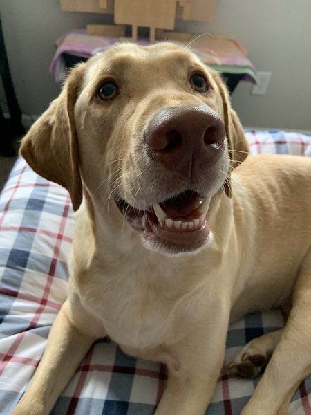 Entry image for Louie. Clicking this image will show a larger photo