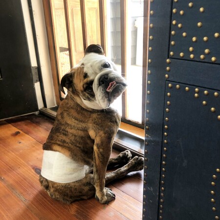 Entry image for Lancelot. Clicking this image will show a larger photo