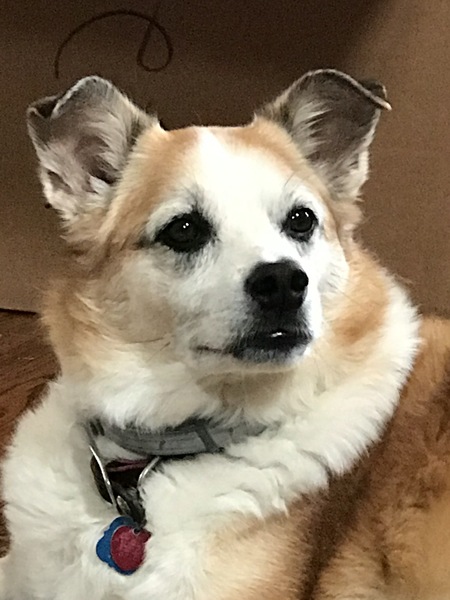 Entry image for Theo. Clicking this image will show a larger photo