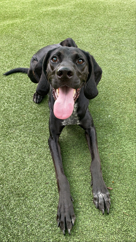 Entry image for Louis. Clicking this image will show a larger photo