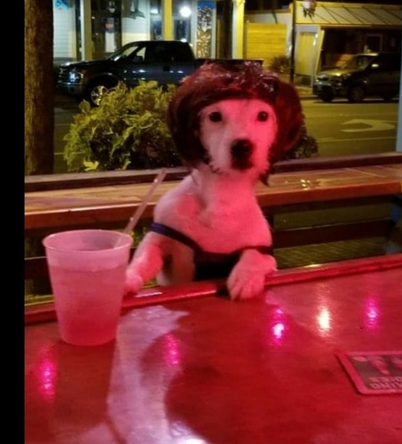 Entry image for Pork Chop Gotte. Clicking this image will show a larger photo