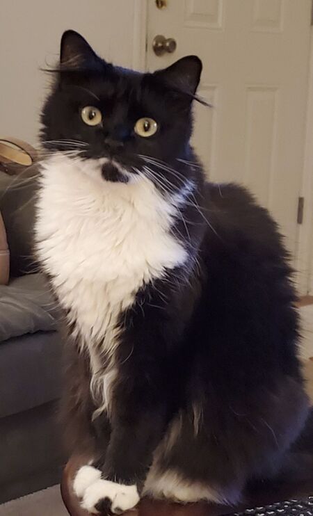 Entry image for Belle. Clicking this image will show a larger photo