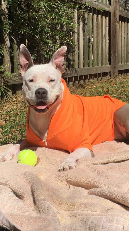 Entry image for Piper. Clicking this image will show a larger photo