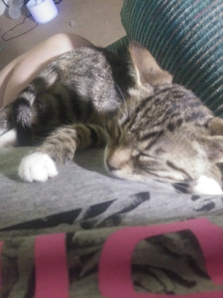 Entry image for 4Paws. Clicking this image will show a larger photo