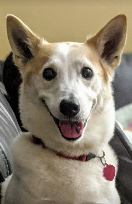 Entry image for Dexter . Clicking this image will show a larger photo