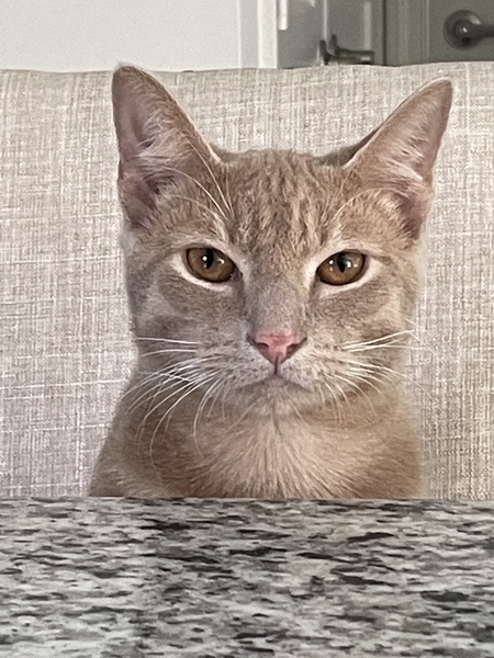 Entry image for Bigglesworth. Clicking this image will show a larger photo