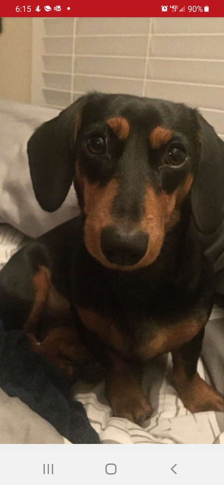 Entry image for Maple. Clicking this image will show a larger photo