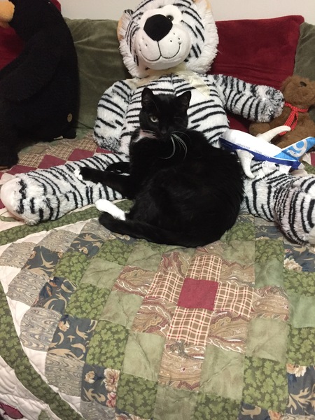 Entry image for Tickles. Clicking this image will show a larger photo