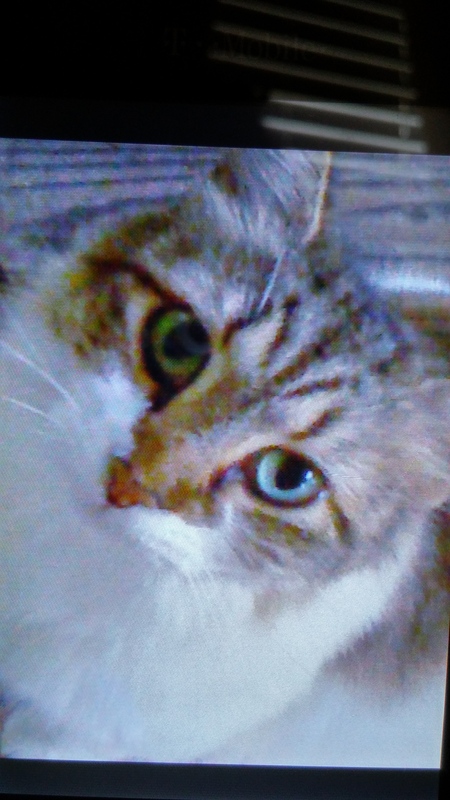 Entry image for Cricket. Clicking this image will show a larger photo