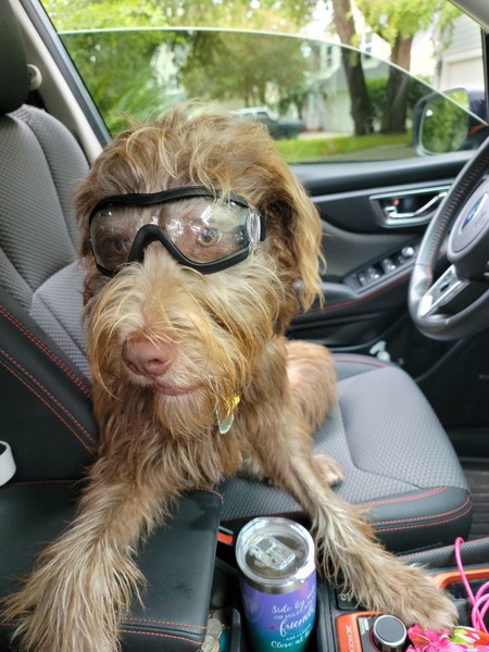 Entry image for Brutus. Clicking this image will show a larger photo