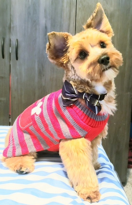 Entry image for Breezy. Clicking this image will show a larger photo