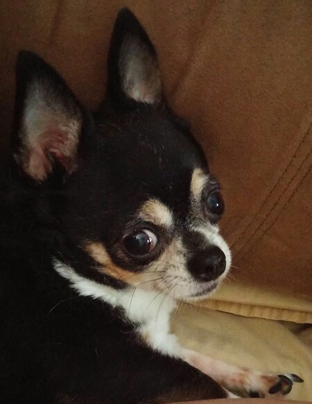 Entry image for Sadie. Clicking this image will show a larger photo