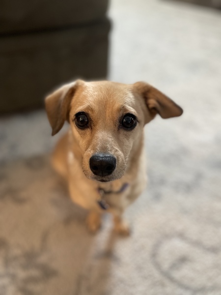 Entry image for P-Nut. Clicking this image will show a larger photo