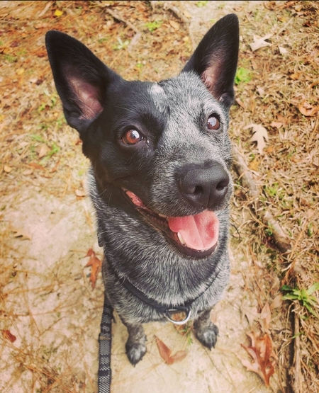 Entry image for Ozzy. Clicking this image will show a larger photo