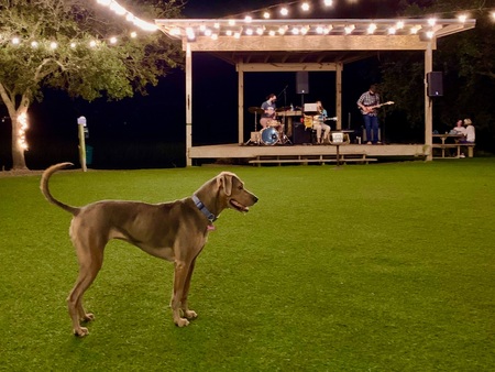 Entry image for Dobby . Clicking this image will show a larger photo