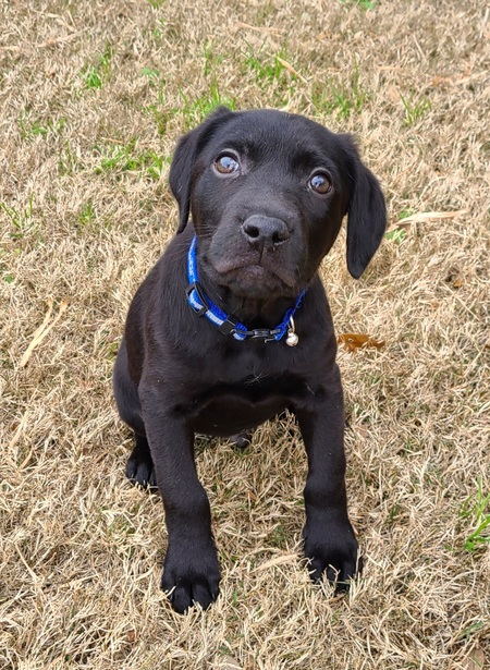 Entry image for Gus Cato Smith. Clicking this image will show a larger photo