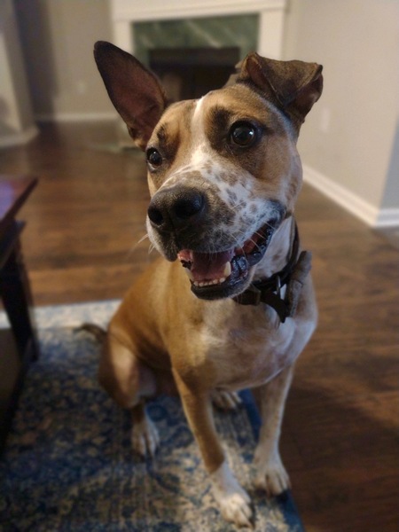 Entry image for Roscoe. Clicking this image will show a larger photo