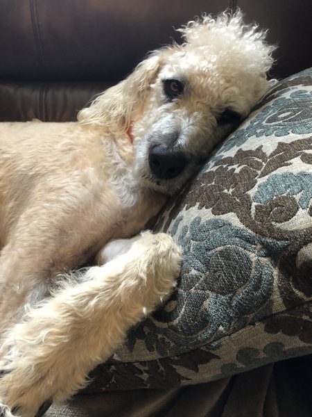 Entry image for Scruffy Doo. Clicking this image will show a larger photo