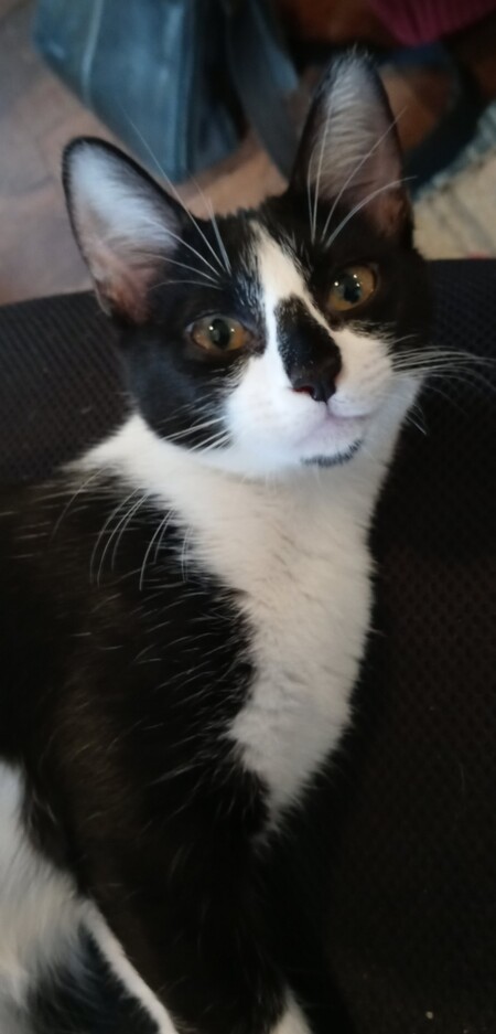 Entry image for Schmear. Clicking this image will show a larger photo