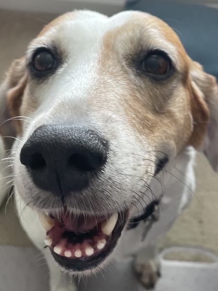 Entry image for Bella. Clicking this image will show a larger photo