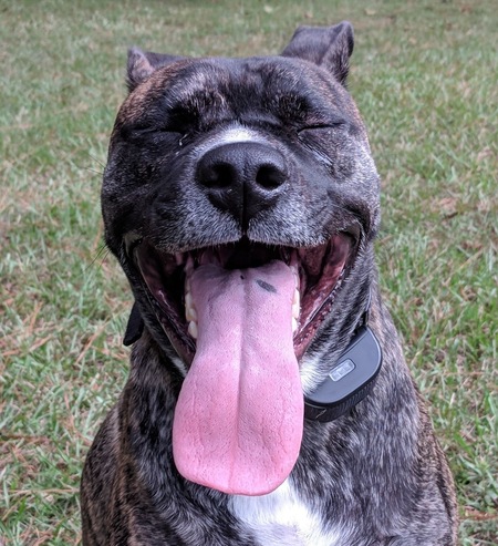 Entry image for Roux. Clicking this image will show a larger photo