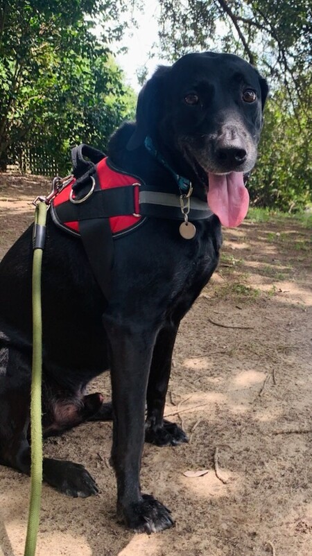 Entry image for Thor. Clicking this image will show a larger photo