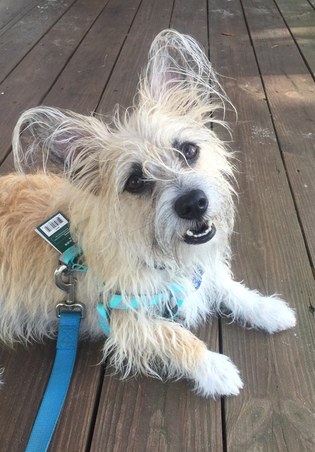 Entry image for Jingle. Clicking this image will show a larger photo