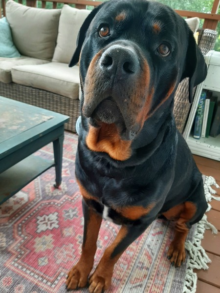 Entry image for George. Clicking this image will show a larger photo