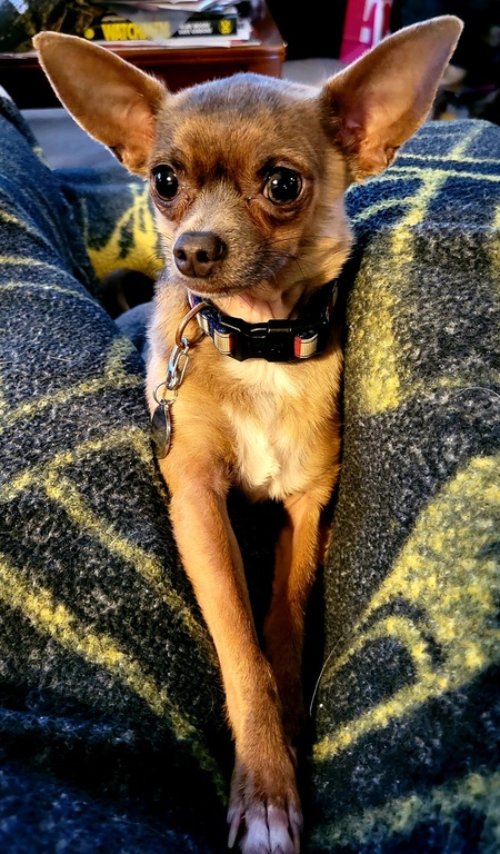 Entry image for Graydy. Clicking this image will show a larger photo