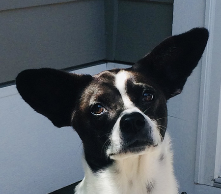 Entry image for Daisy. Clicking this image will show a larger photo