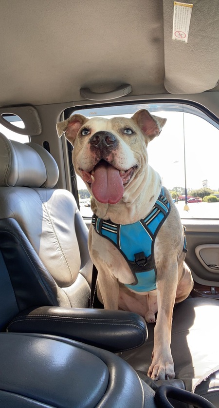 Entry image for Jett. Clicking this image will show a larger photo