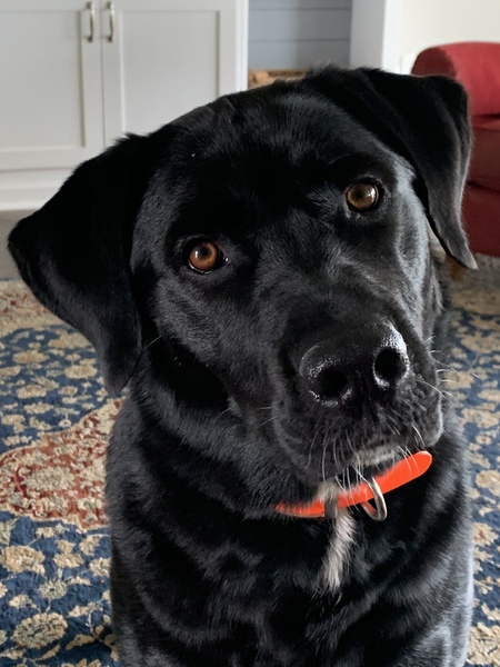 Entry image for Bode. Clicking this image will show a larger photo