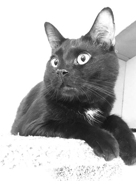 Entry image for Bandit. Clicking this image will show a larger photo