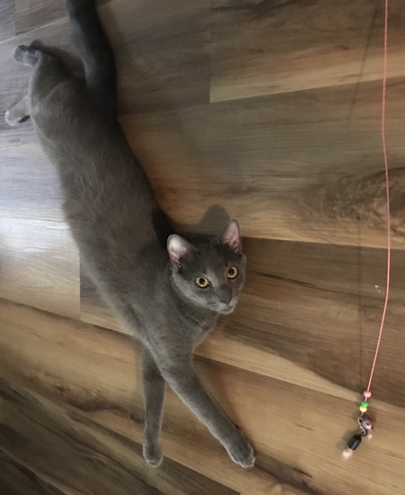 Entry image for Schotzie. Clicking this image will show a larger photo