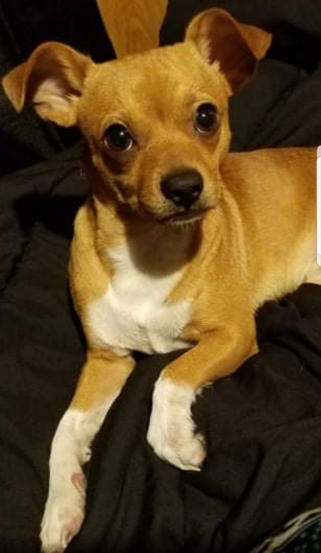 Entry image for Atticus. Clicking this image will show a larger photo