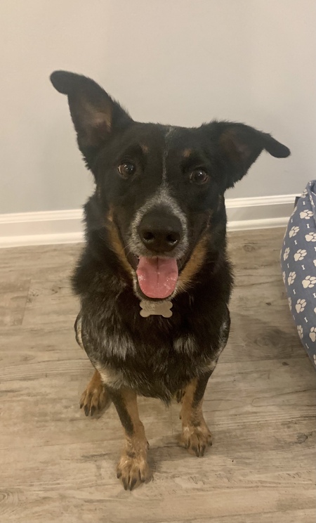 Entry image for Beau. Clicking this image will show a larger photo