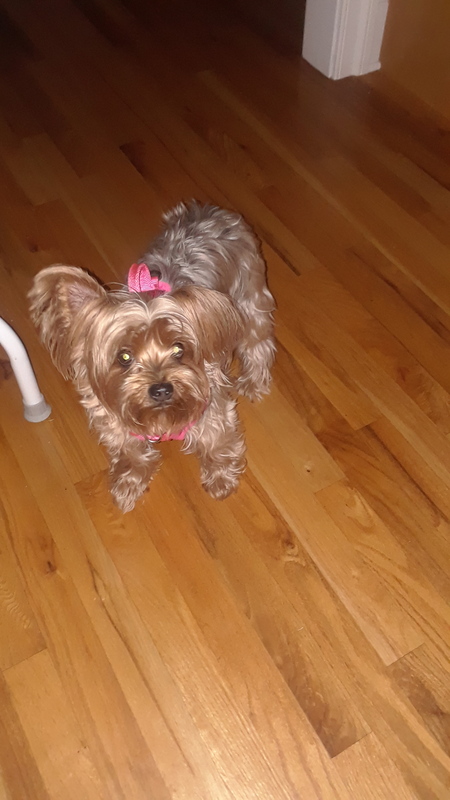 Entry image for Prissy. Clicking this image will show a larger photo