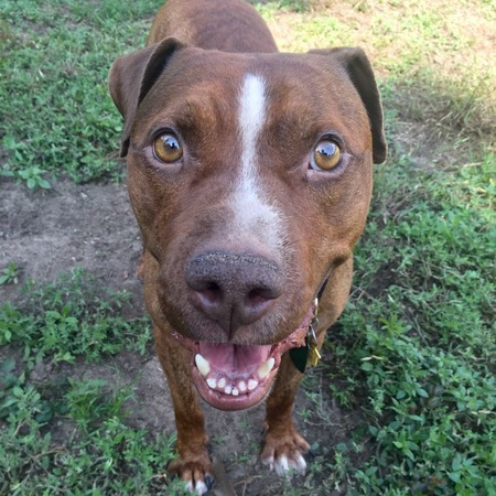 Entry image for Enzo. Clicking this image will show a larger photo