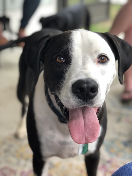 Entry image for Coach. Clicking this image will show a larger photo