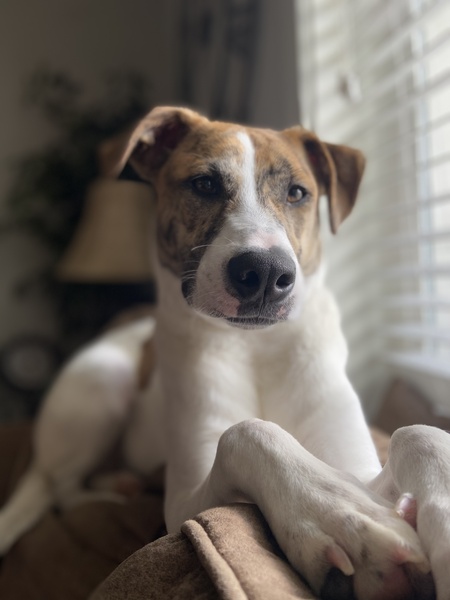 Entry image for Ellie Mae. Clicking this image will show a larger photo