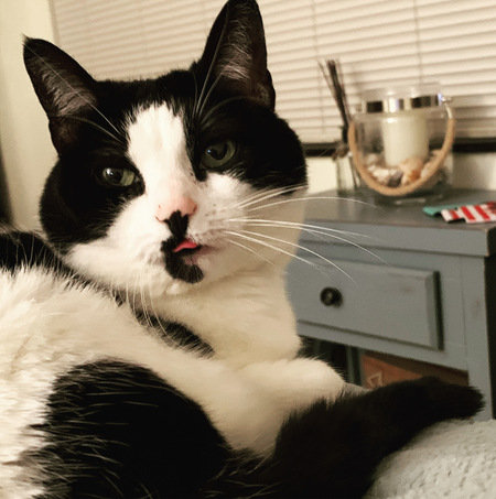 Entry image for Swift. Clicking this image will show a larger photo