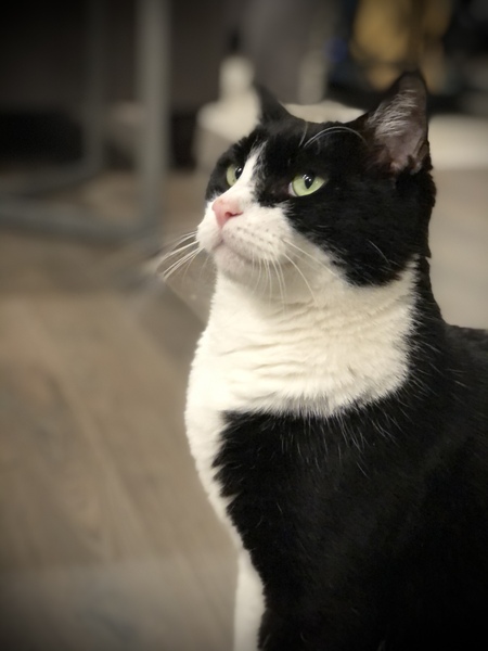 Entry image for Coco. Clicking this image will show a larger photo