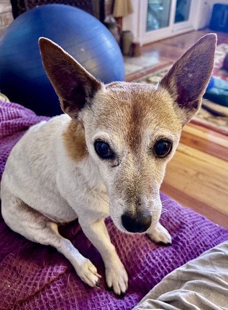 Entry image for Fiona. Clicking this image will show a larger photo