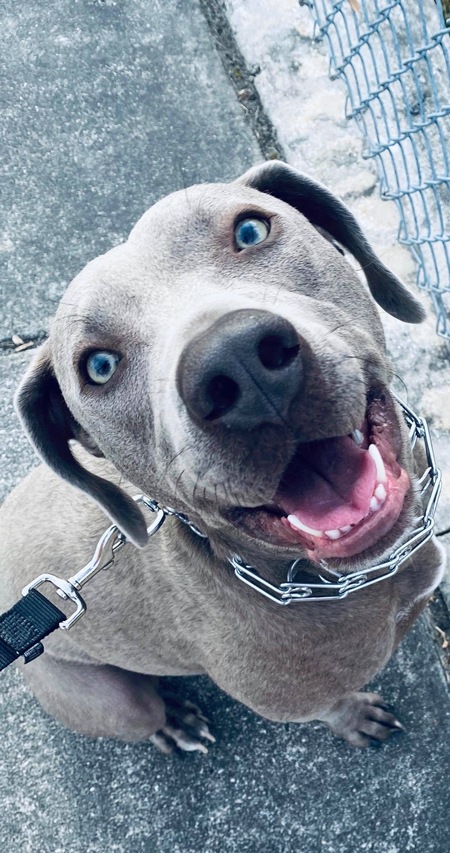 Entry image for Maverick. Clicking this image will show a larger photo